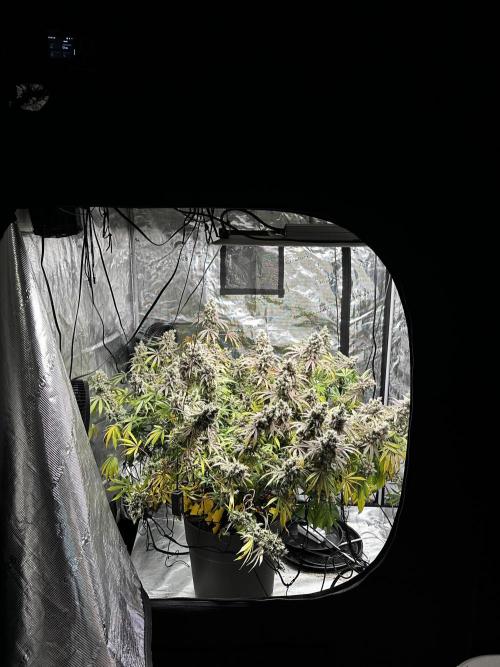 London Pound Cake. Week 16