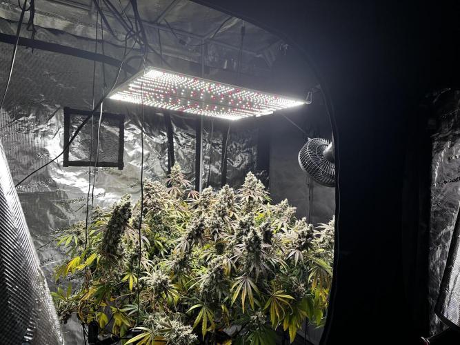 London Pound Cake. Week 16