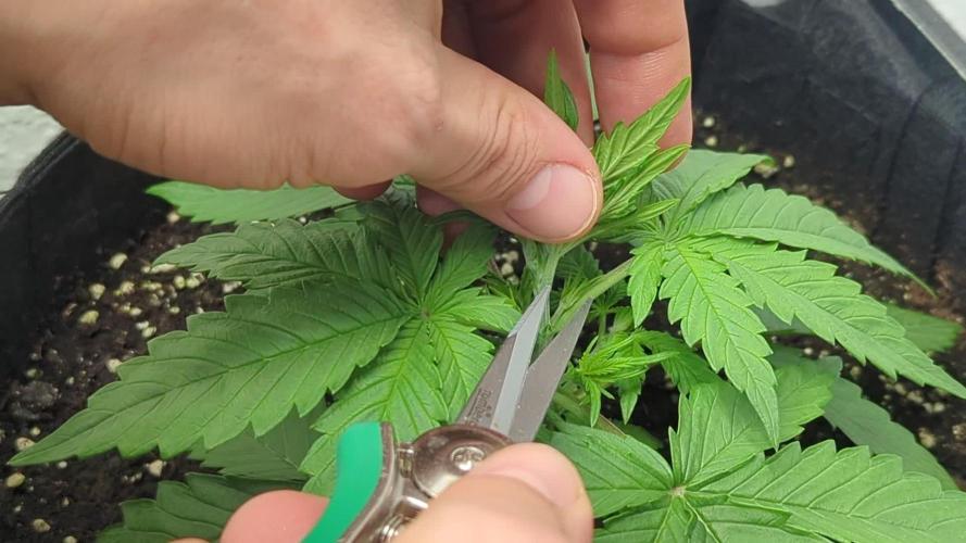 Lemongrass Auto - Living Soil