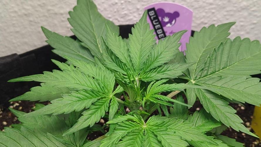 Blueberry Banana Auto - Living Soil