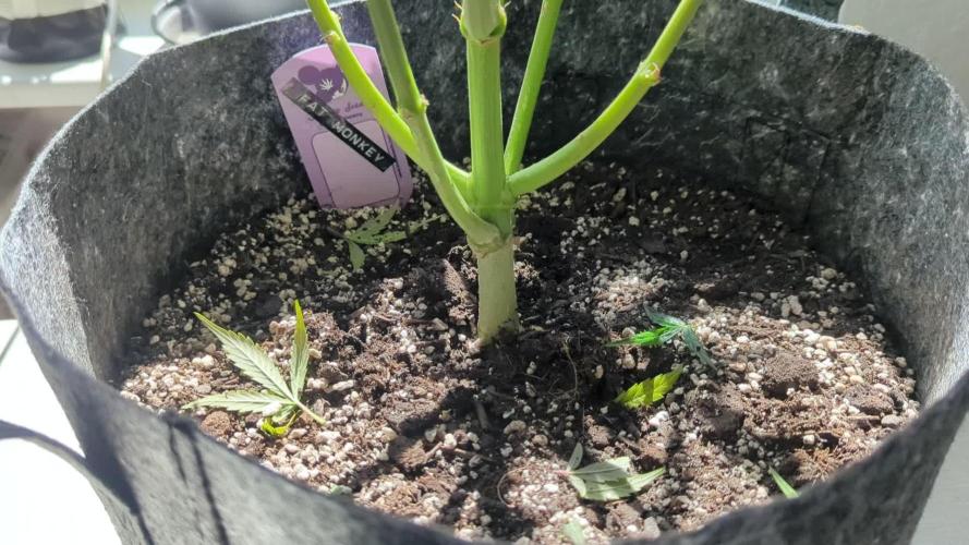 Fat Monkey Auto - Anesia Seeds - Living Soil