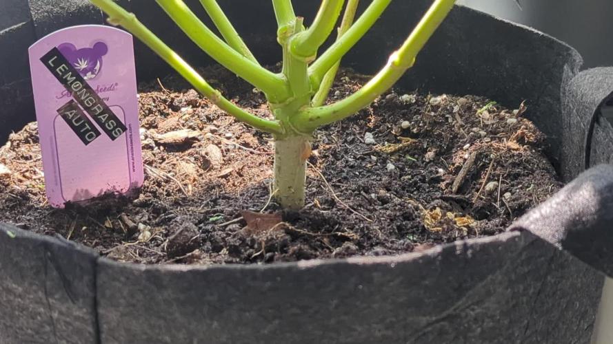 Lemongrass Auto - Living Soil