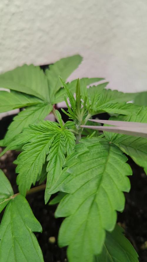 Cheese Auto