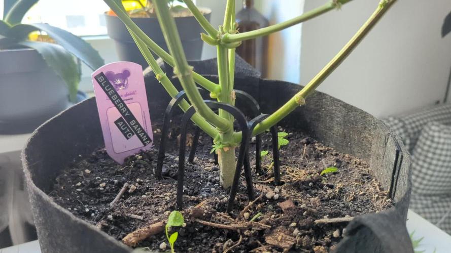 Blueberry Banana Auto - Living Soil