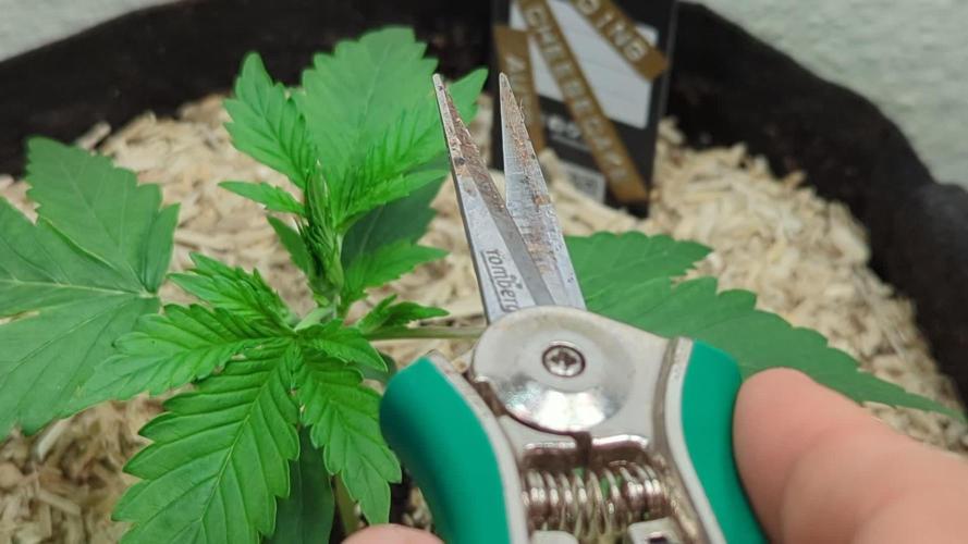 Wedding Cheesecake Auto