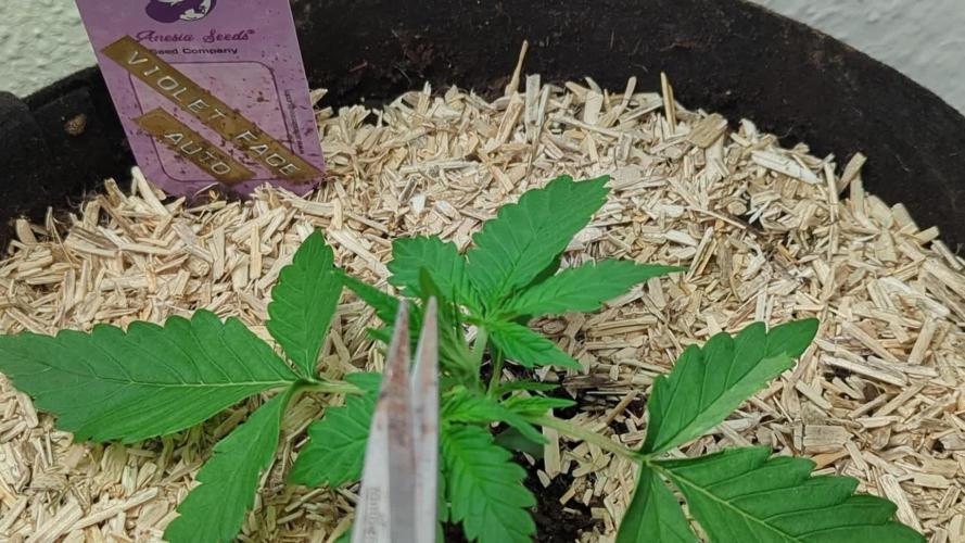 Violet Face Auto