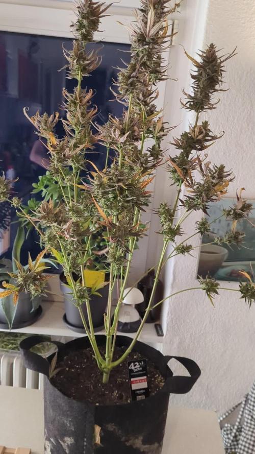 Cheese Auto