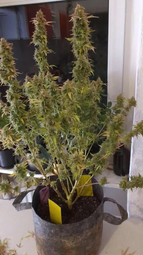 Rainbow Donut Auto