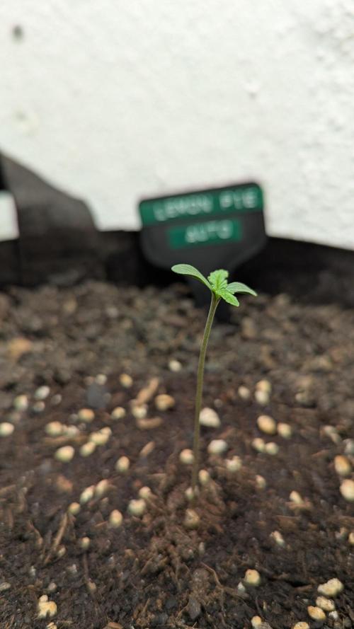 Lemon Pie Auto - Sonnenerde. Week 1