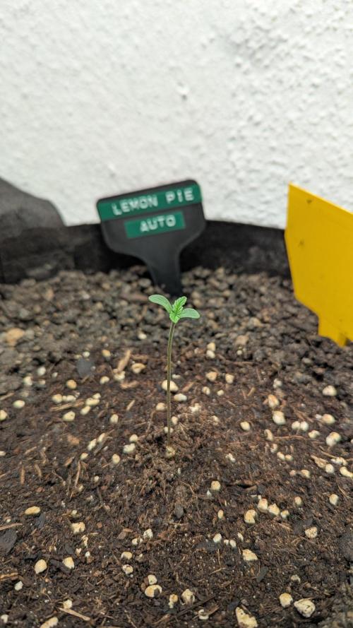 Lemon Pie Auto - Sonnenerde. Week 1