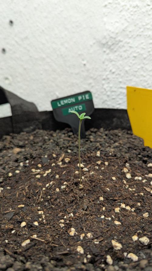 Lemon Pie Auto - Sonnenerde. Week 1