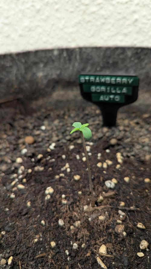 Strawberry Gorilla Auto - Sonnenerde. Week 1