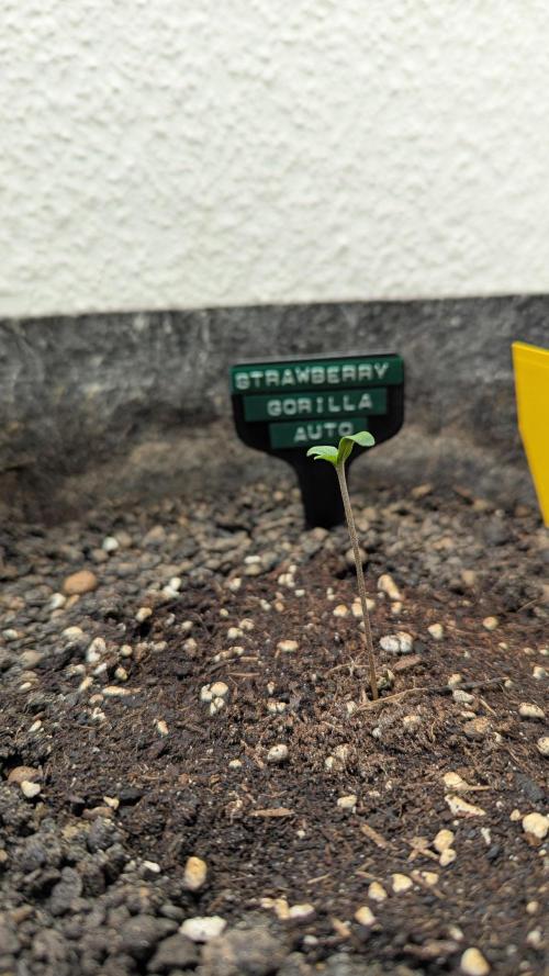 Strawberry Gorilla Auto - Sonnenerde. Week 1