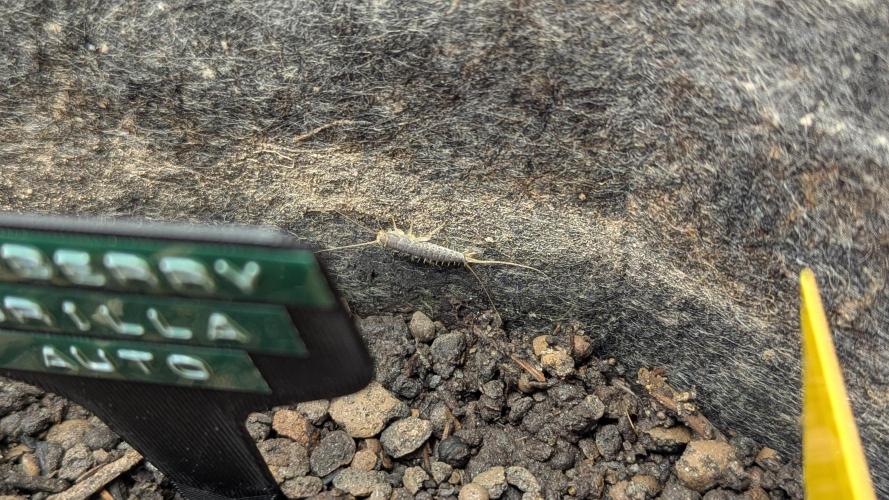 Strawberry Gorilla Auto - Sonnenerde. Week 1