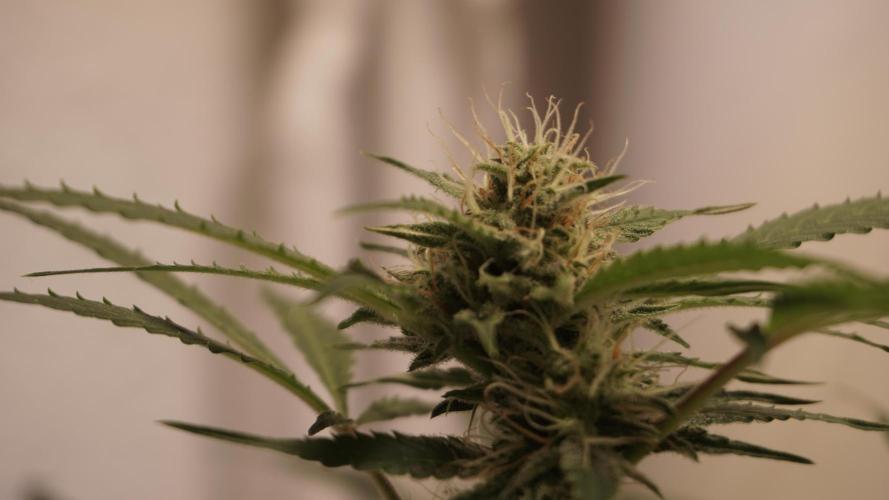 Violet Face Auto. Week 13