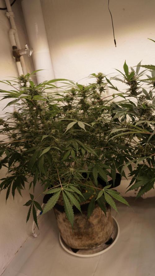 Violet Face Auto. Week 13