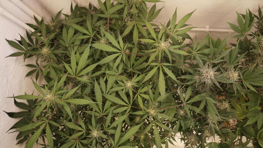 Violet Face Auto. Week 13