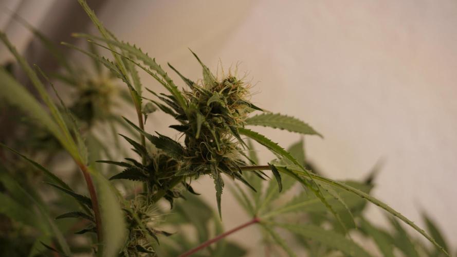 Violet Face Auto. Week 13