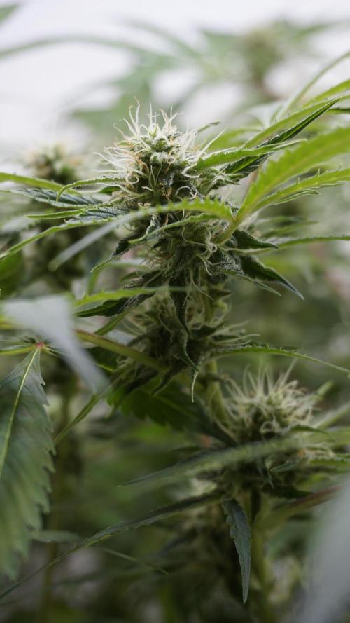 Violet Face Auto. Week 13