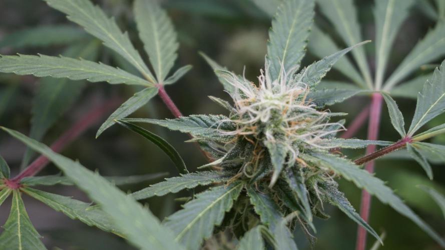 Violet Face Auto. Week 13