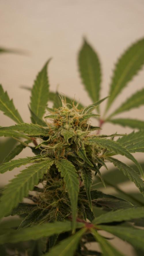 Violet Face Auto. Week 13