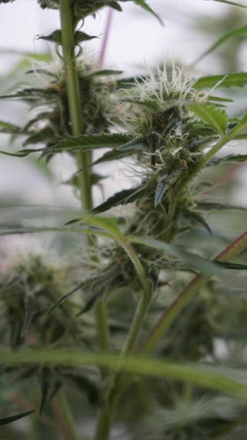 Violet Face Auto. Week 13