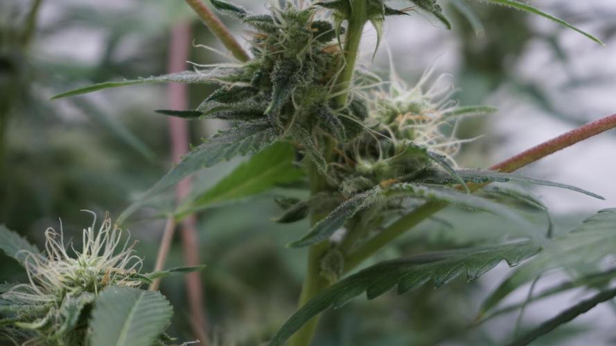 Violet Face Auto. Week 13