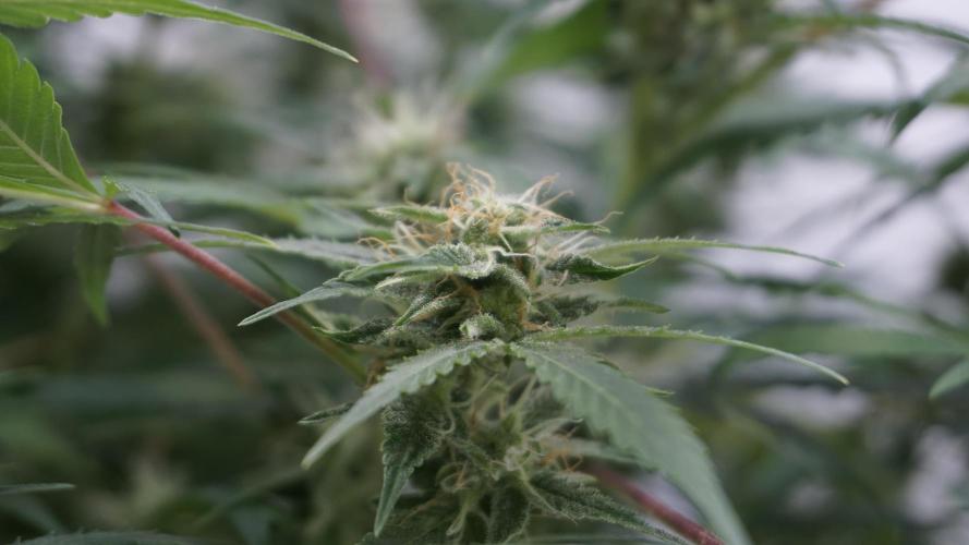 Violet Face Auto. Week 13