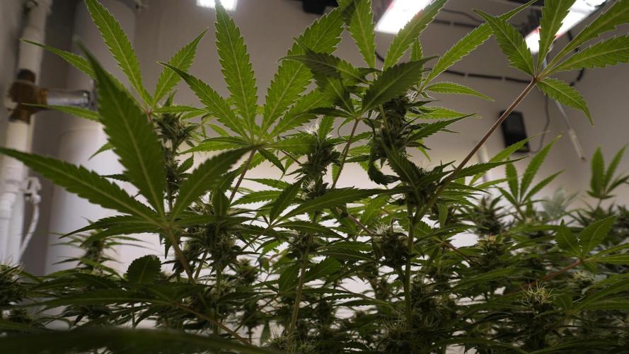 Violet Face Auto. Week 13