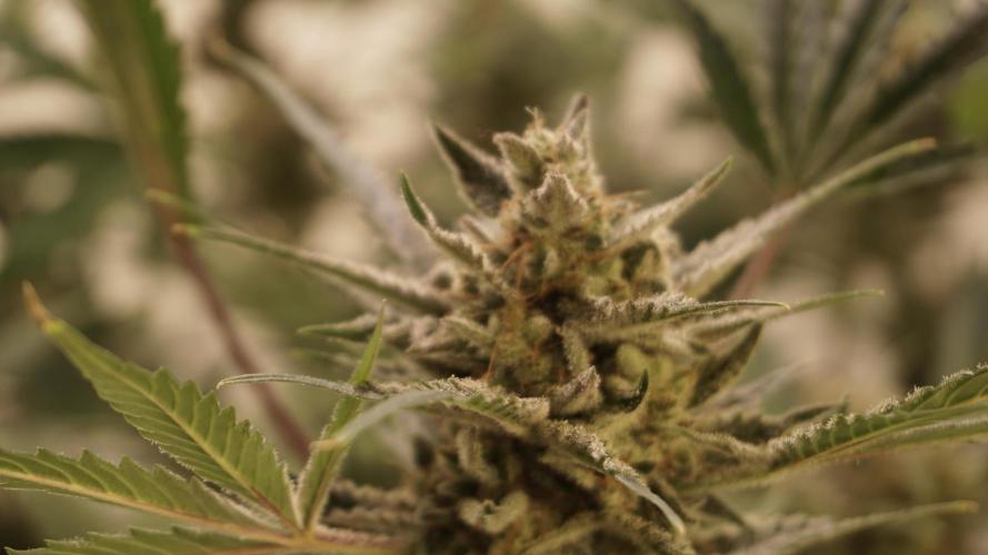 Wedding Cheesecake Auto. Week 13