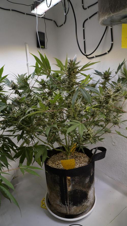 Wedding Cheesecake Auto. Week 13