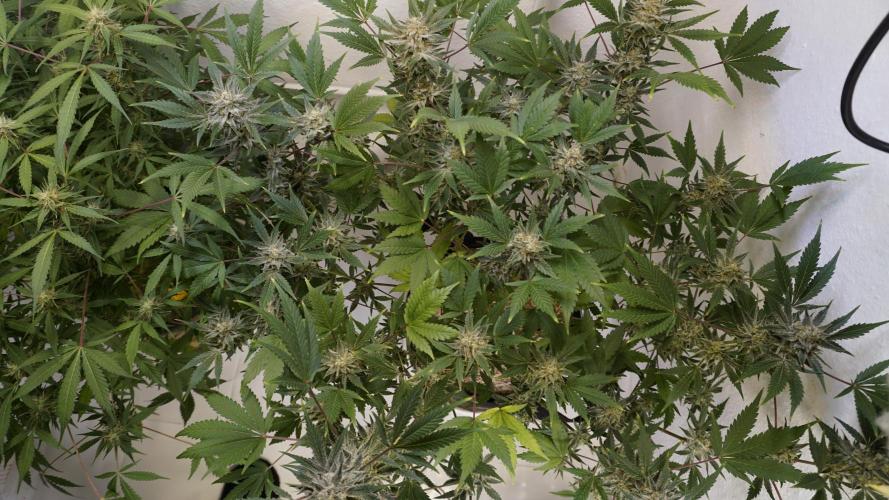 Wedding Cheesecake Auto. Week 13