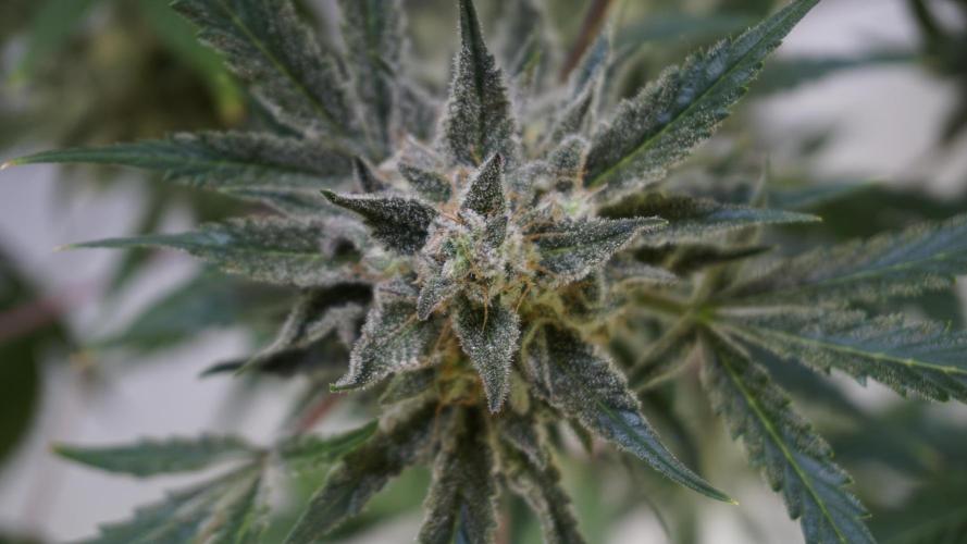 Wedding Cheesecake Auto. Week 13