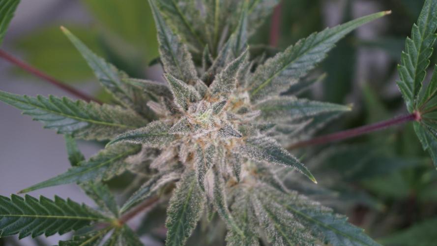 Wedding Cheesecake Auto. Week 13