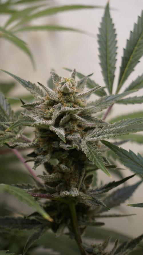 Wedding Cheesecake Auto. Week 13