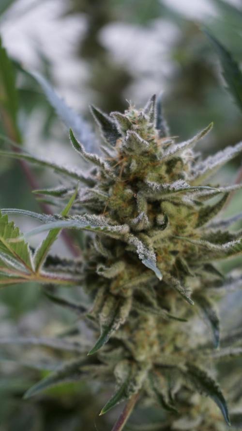 Wedding Cheesecake Auto. Week 13