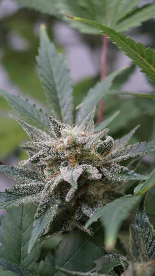 Wedding Cheesecake Auto. Week 13