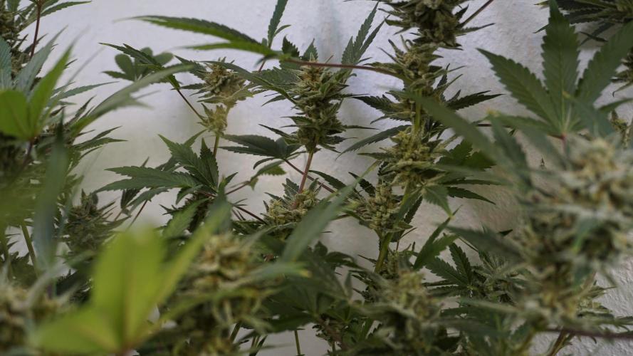 Wedding Cheesecake Auto. Week 13