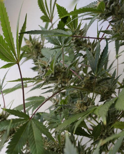 Wedding Cheesecake Auto. Week 13