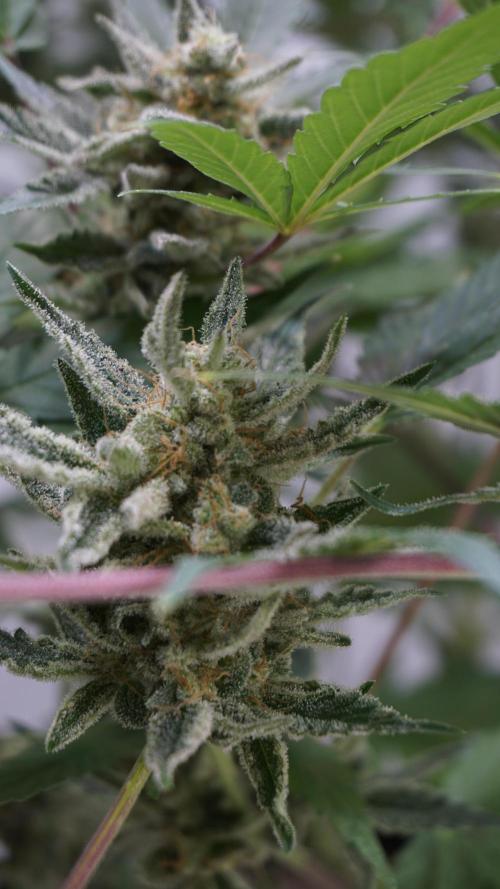 Wedding Cheesecake Auto. Week 13