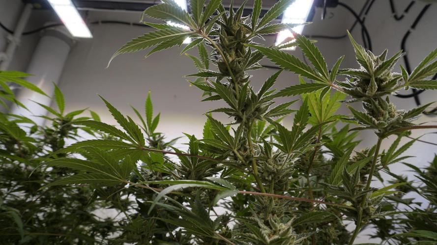 Wedding Cheesecake Auto. Week 13