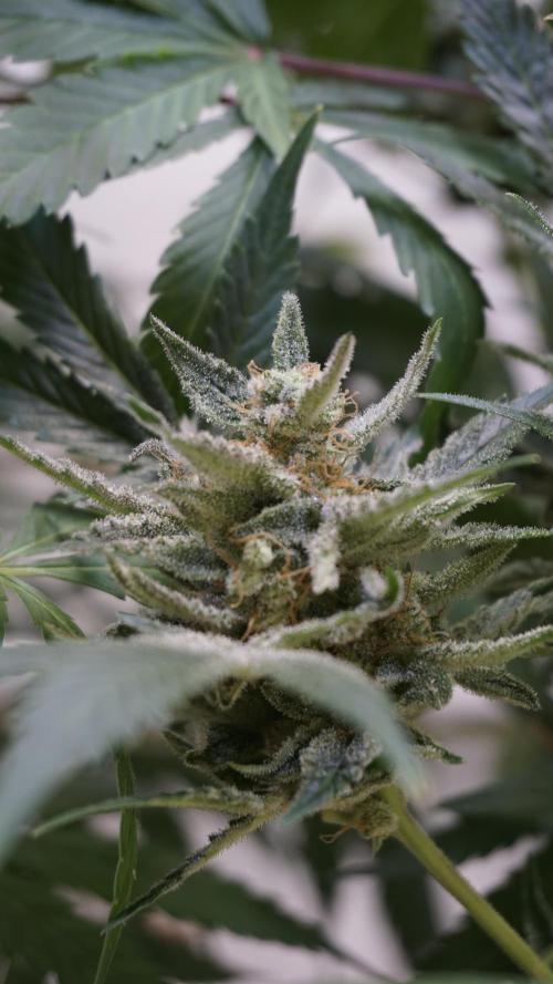 Wedding Cheesecake Auto. Week 13