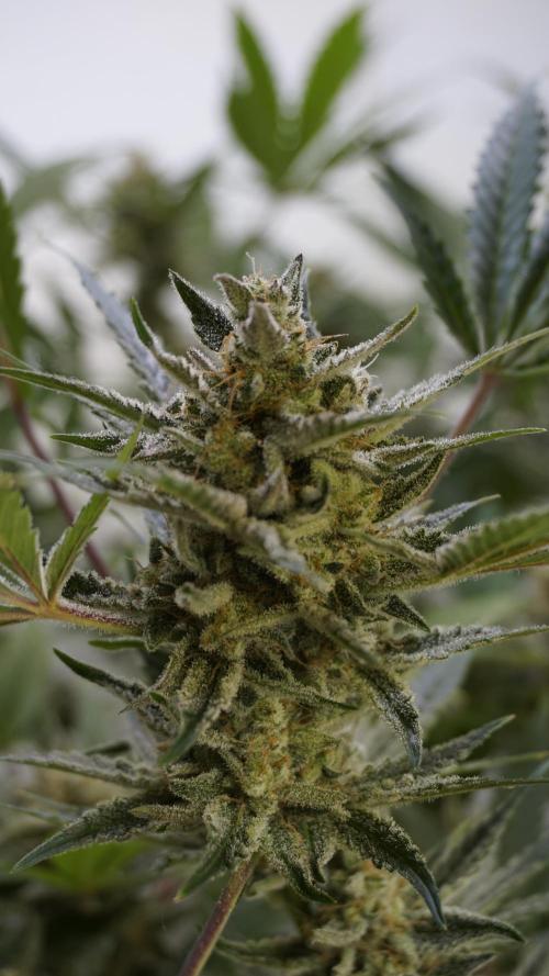 Wedding Cheesecake Auto. Week 13