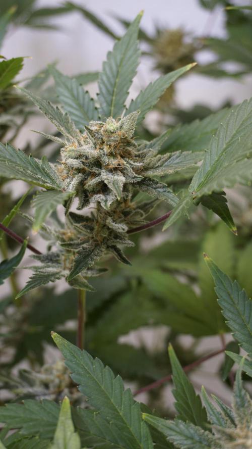 Wedding Cheesecake Auto. Week 13