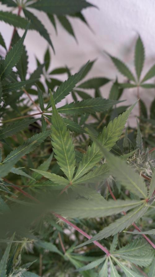 Wedding Cheesecake Auto. Week 13