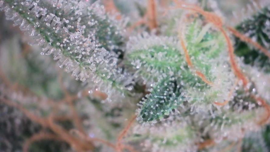 Wedding Cheesecake Auto. Week 13