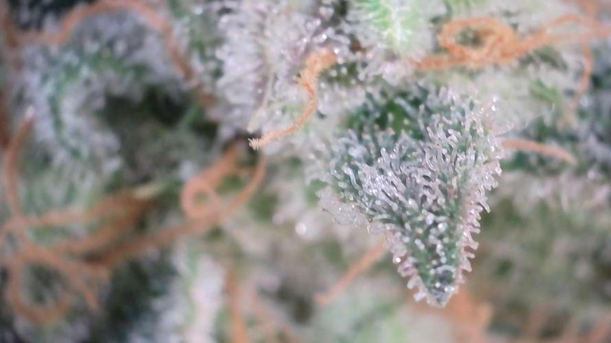 Wedding Cheesecake Auto. Week 13