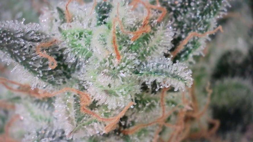 Wedding Cheesecake Auto. Week 13