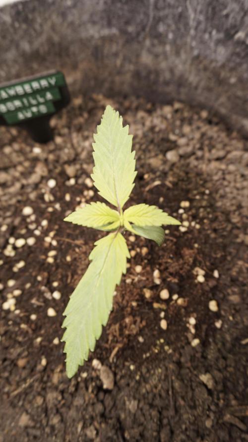 Strawberry Gorilla Auto - Sonnenerde. Week 2