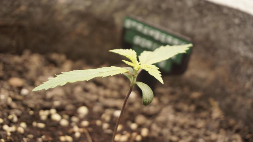 Strawberry Gorilla Auto - Sonnenerde. Week 2